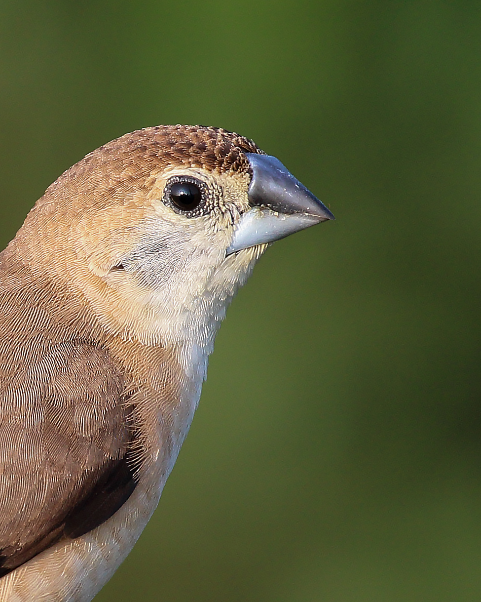 Indian Silverbill